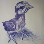 A chicks- ballpoint pen drawing ✒️ thumbnail