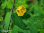 ফটোগ্রাফি - কিছু প্রকৃতির সৌন্দর্য তুলে ধরার চেষ্টা! thumbnail