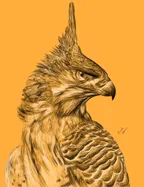 Digital scribble artwork - An Eagle