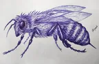 Drawing a Bee || ballpoint pen art ✒️ thumbnail