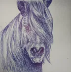 Horse face- ballpoint pen drawing ✒️ thumbnail