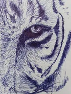 Tigers face || ballpoint pen drawing ✒️ thumbnail