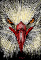 Drawing an angry  Eagle - digital artwork thumbnail