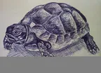 Tortoise || Ballpoint pen drawing ✒️ thumbnail