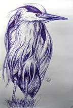 Drawing a Heron // Ballpoint pen artwork thumbnail