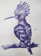 Eurasian hoopoe bird || ballpoint pen art ✒️ thumbnail