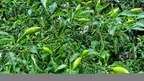 Photography of pepper🔥 and peppers flower🌼 thumbnail