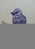 A Little bird thumbnail